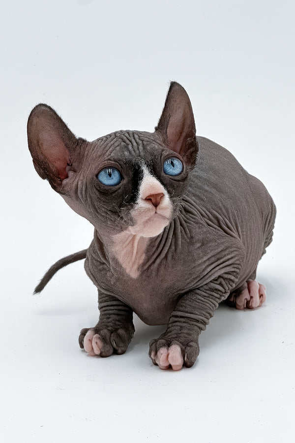 Cher | Canadian Sphynx Kitten