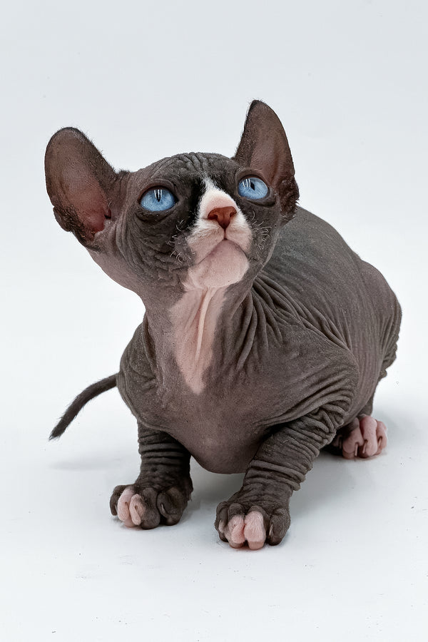 Cher | Canadian Sphynx Kitten