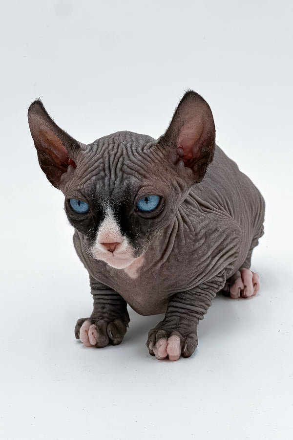 Cher | Canadian Sphynx Kitten