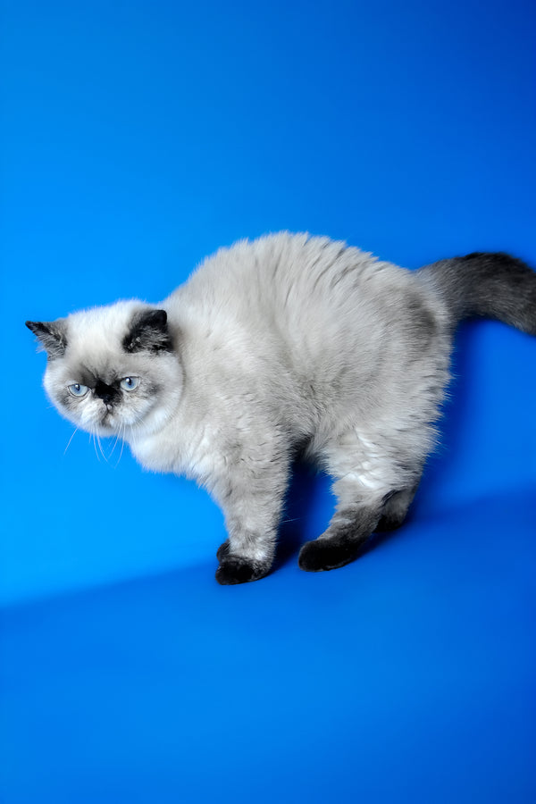 Cherie | Exotic Shorthair Kitten