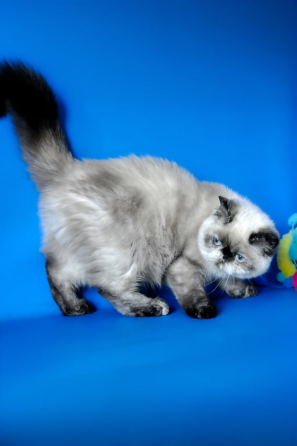 Cherie | Exotic Shorthair Kitten