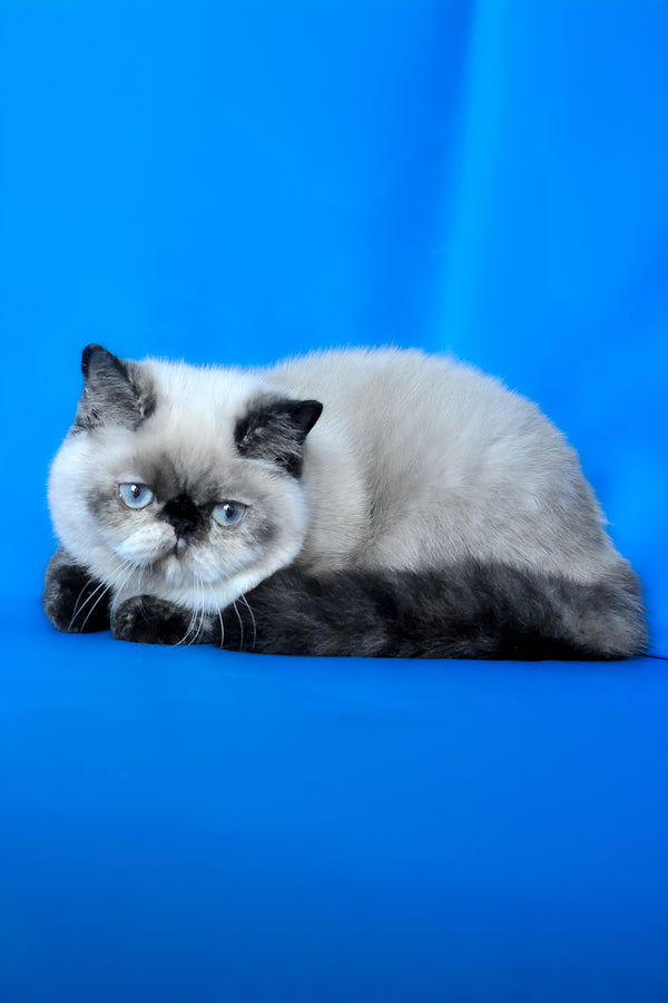 Cherie | Exotic Shorthair Kitten