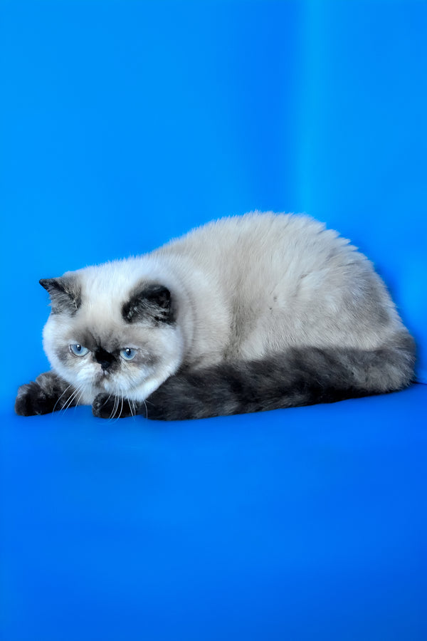 Cherie | Exotic Shorthair Kitten