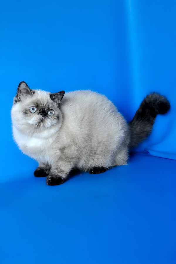 Cherie | Exotic Shorthair Kitten