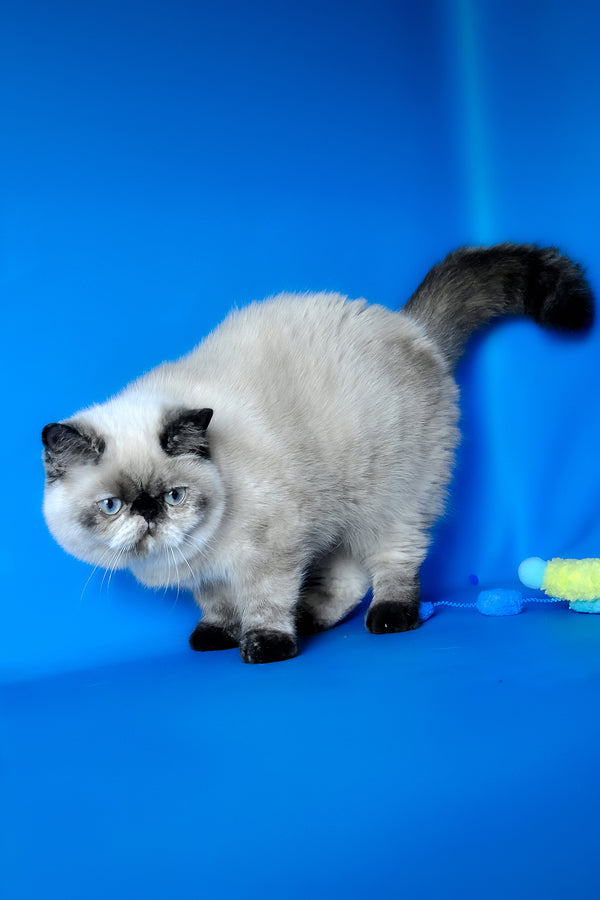 Cherie | Exotic Shorthair Kitten
