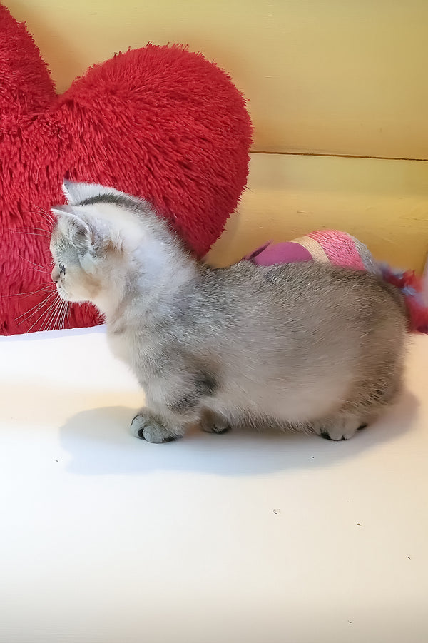 Chester | Munchkin Kitten
