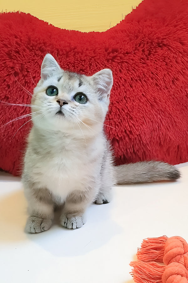 Chester | Munchkin Kitten