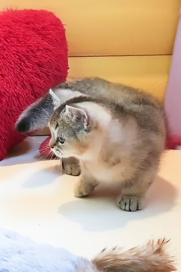 Chester | Munchkin Kitten