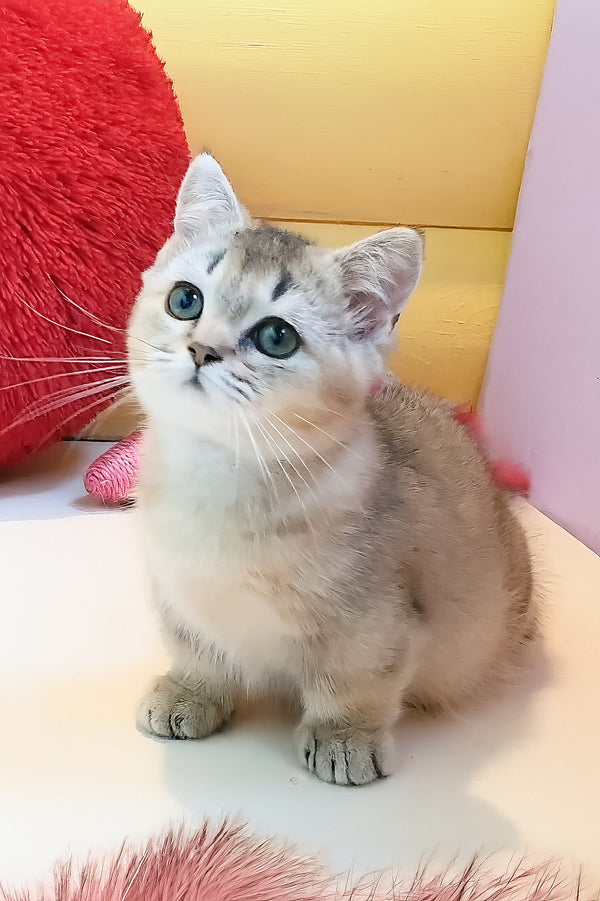 Chester | Munchkin Kitten