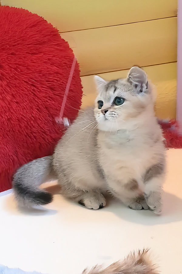 Chester | Munchkin Kitten