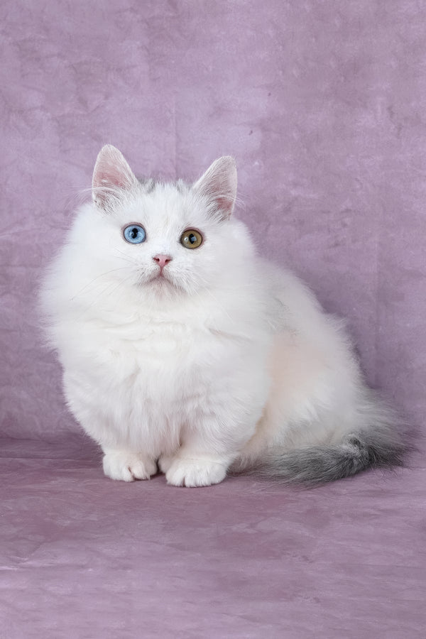 Chester | Minuet Longhair Kitten