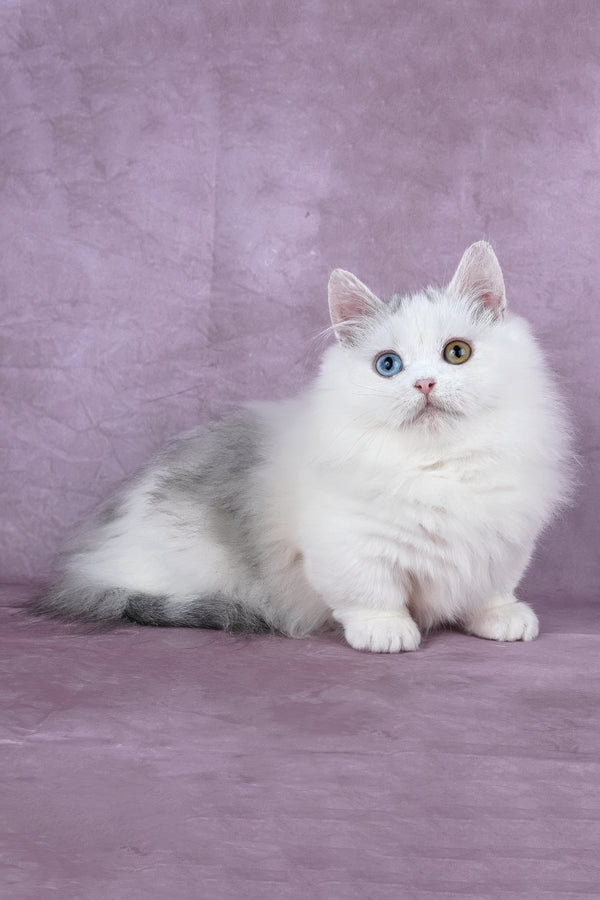 Chester | Minuet Longhair Kitten