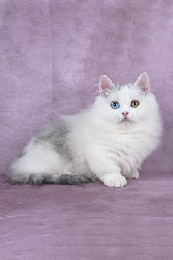 Chester | Minuet Longhair Kitten