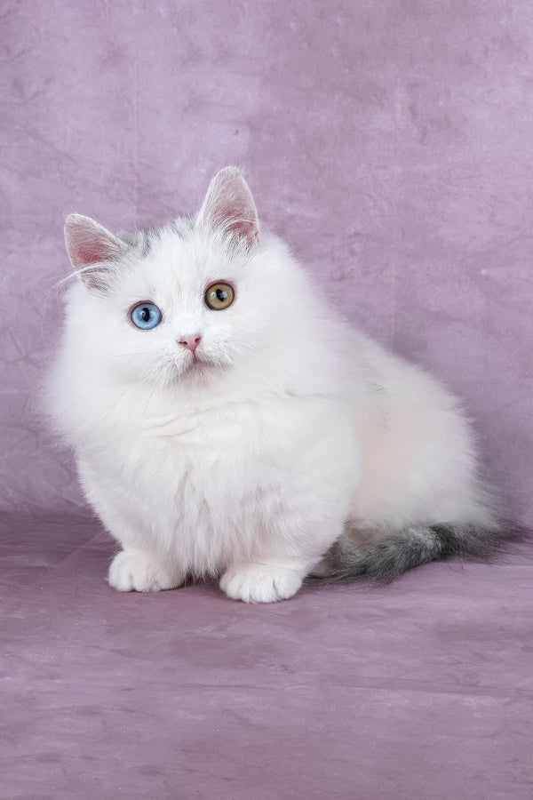 Chester | Minuet Longhair Kitten