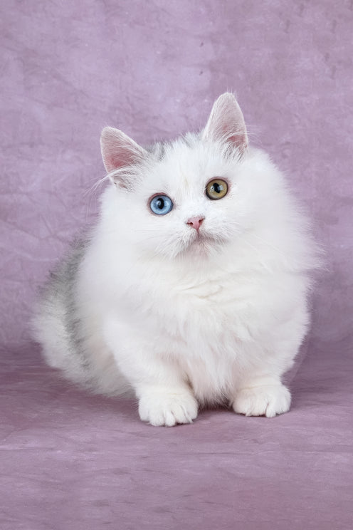 Chester | Minuet Longhair Kitten