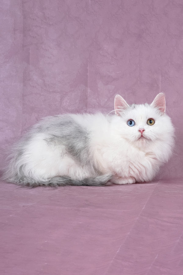 Chester | Minuet Longhair Kitten