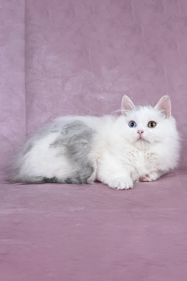 Chester | Minuet Longhair Kitten