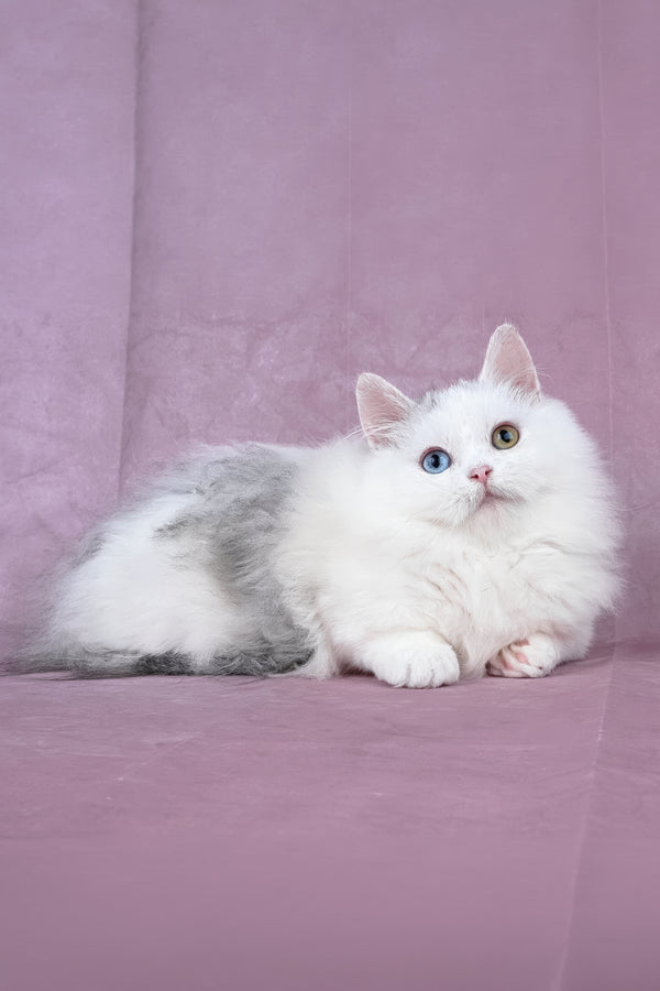 Chester | Minuet Longhair Kitten