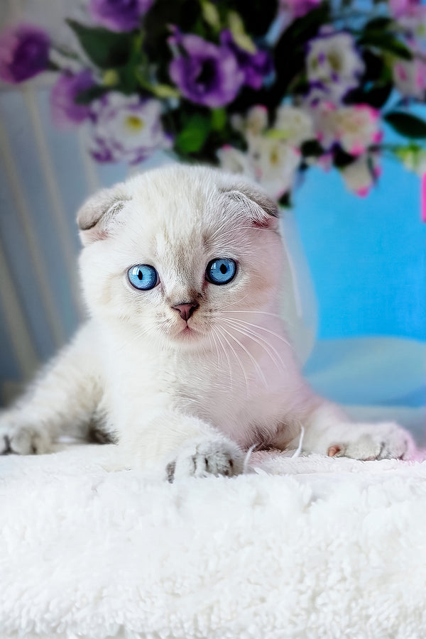 Chester | Scottish Fold Kitten