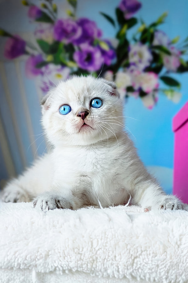 Chester | Scottish Fold Kitten