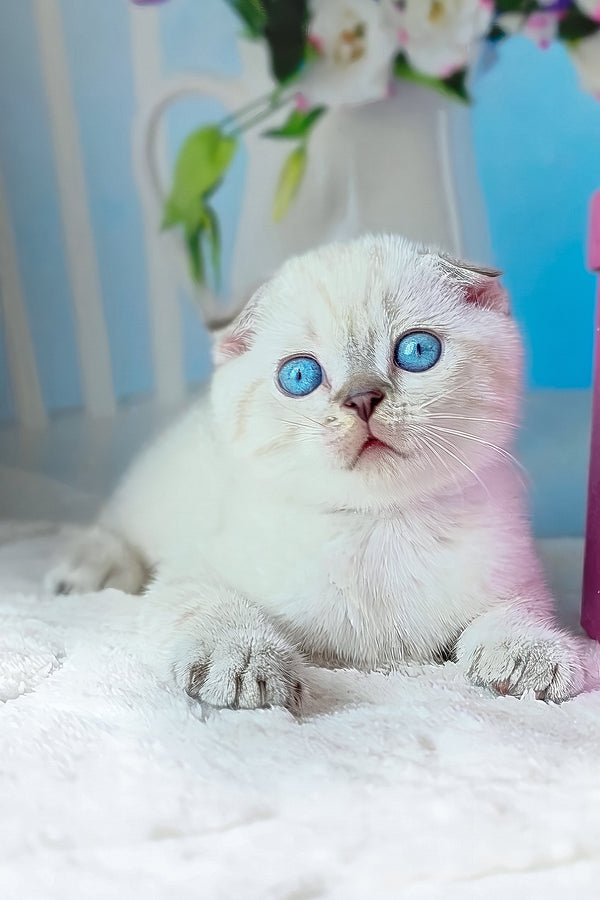 Chester | Scottish Fold Kitten