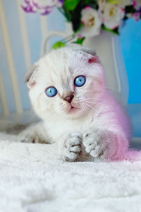 Chester | Scottish Fold Kitten