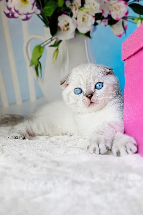 Chester | Scottish Fold Kitten