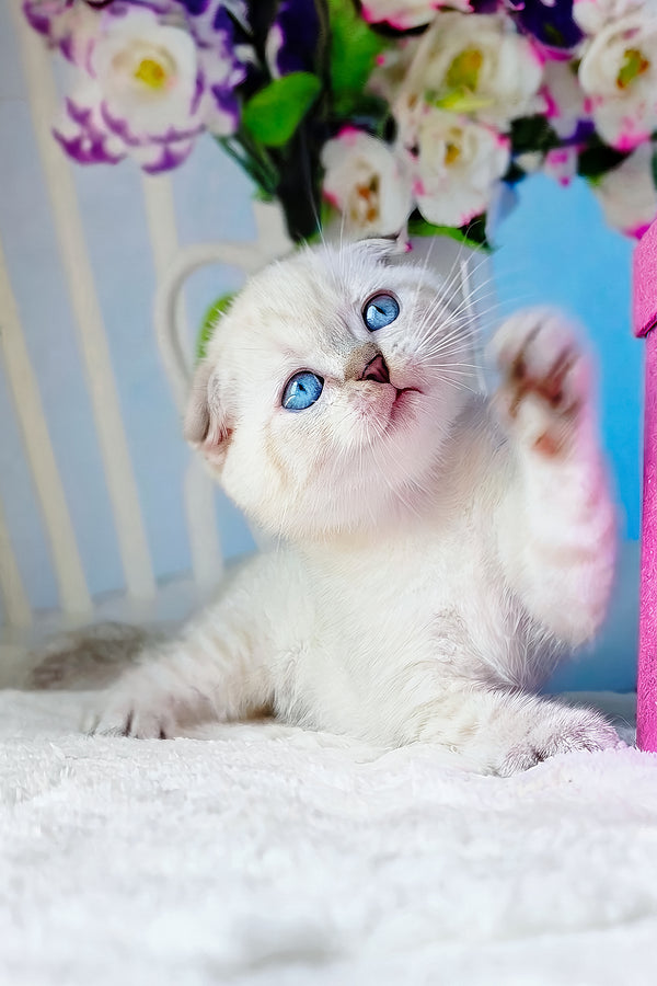 Chester | Scottish Fold Kitten