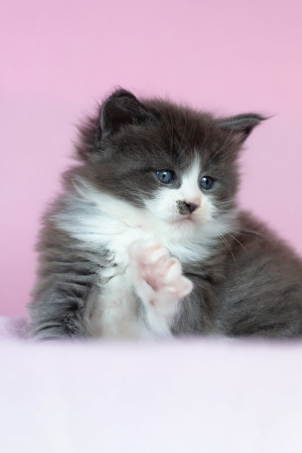 Chianti | Maine Coon Kitten