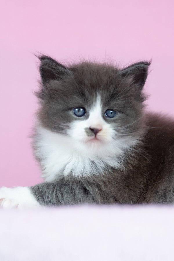 Chianti | Maine Coon Kitten
