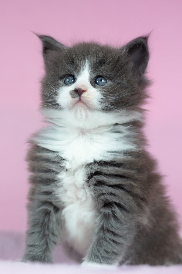 Chianti | Maine Coon Kitten