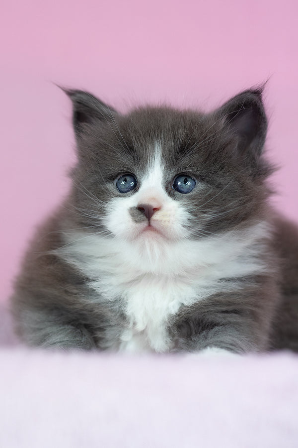 Chianti | Maine Coon Kitten