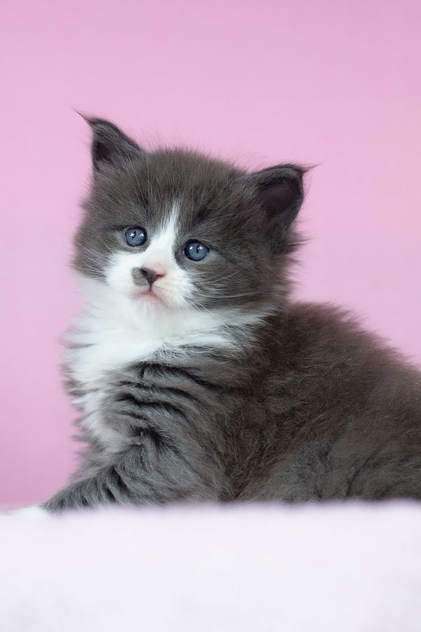 Chianti | Maine Coon Kitten