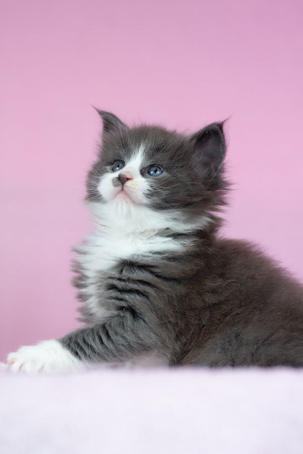 Chianti | Maine Coon Kitten