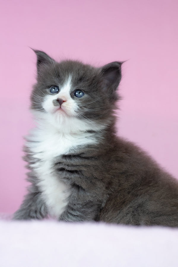 Chianti | Maine Coon Kitten