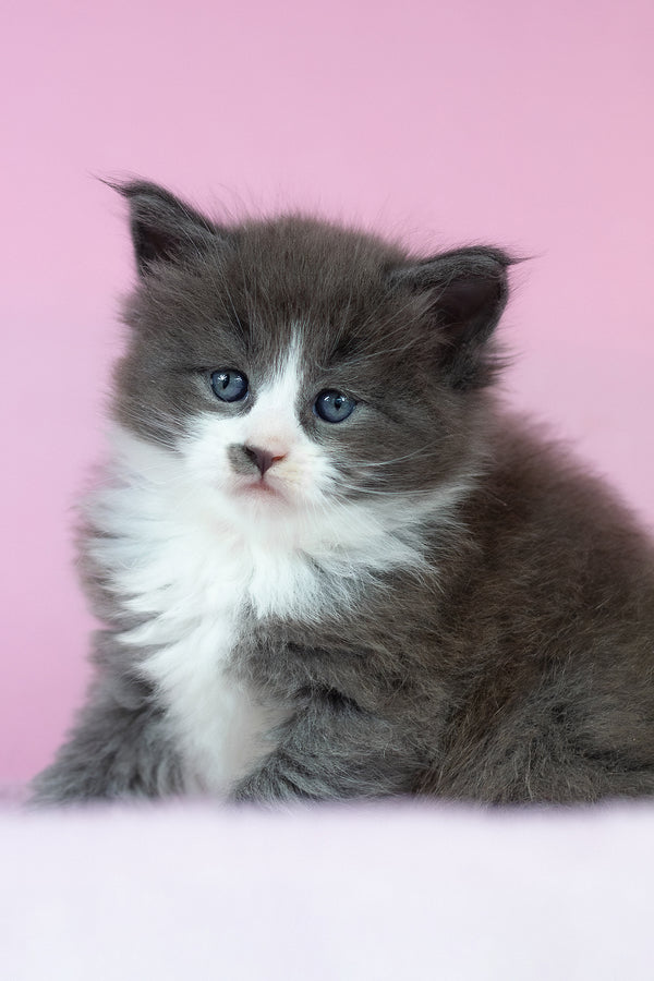 Chianti | Maine Coon Kitten