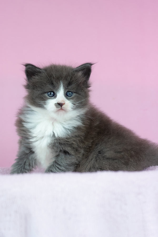 Chianti | Maine Coon Kitten