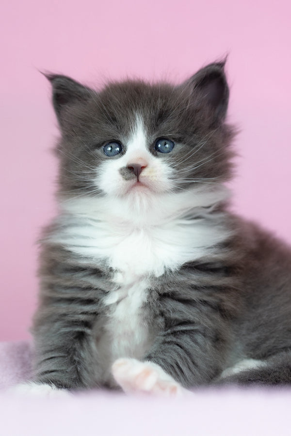 Chianti | Maine Coon Kitten