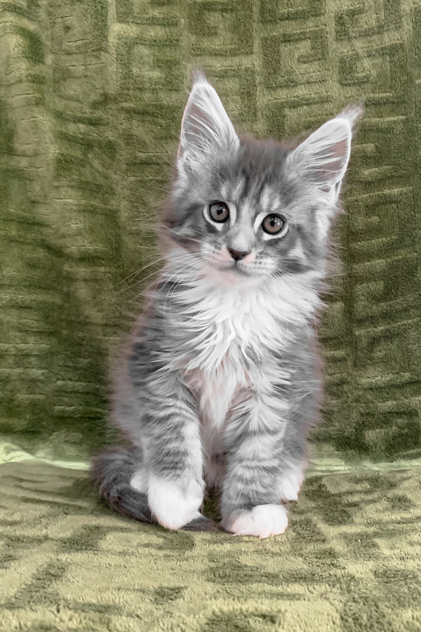 Chino | Maine Coon Kitten