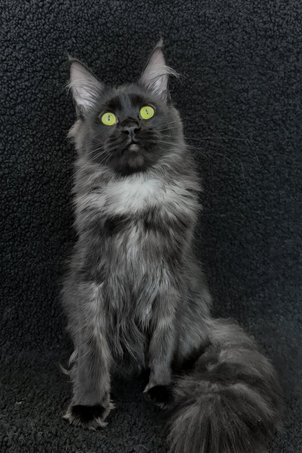 Chloe | Maine Coon Kitten