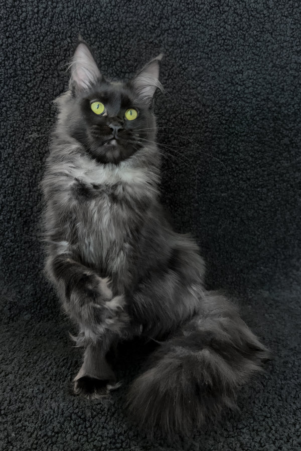 Chloe | Maine Coon Kitten