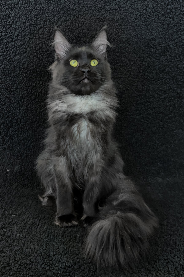 Chloe | Maine Coon Kitten