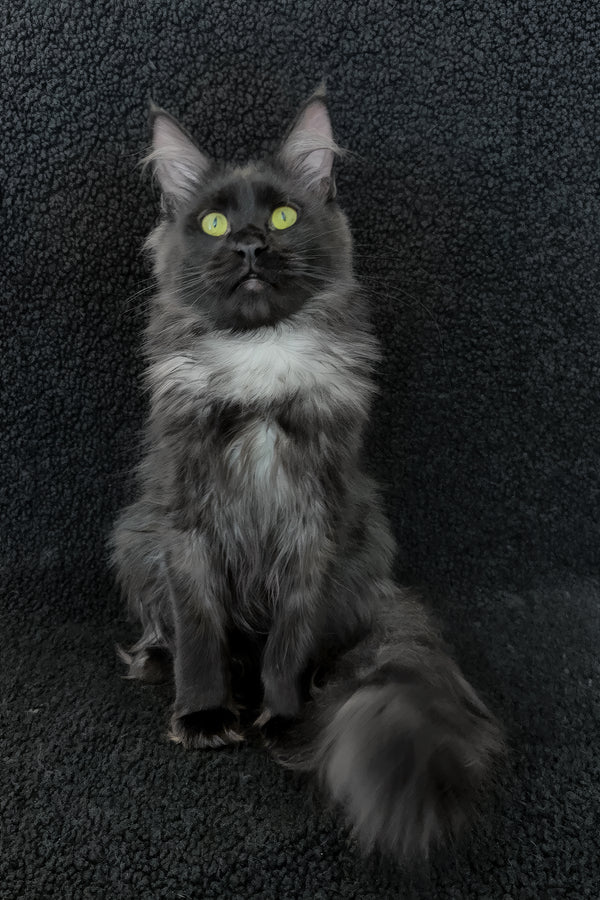 Chloe | Maine Coon Kitten