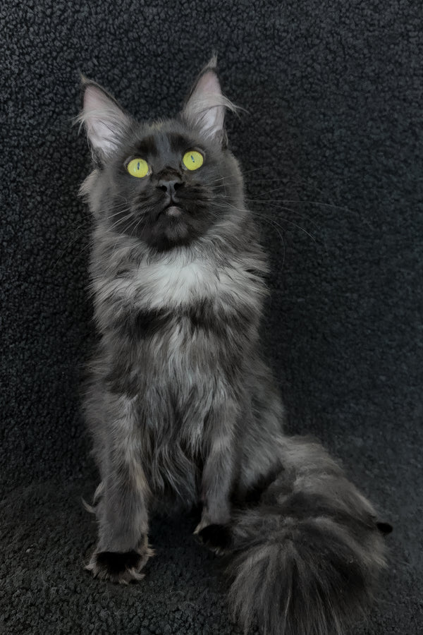 Chloe | Maine Coon Kitten