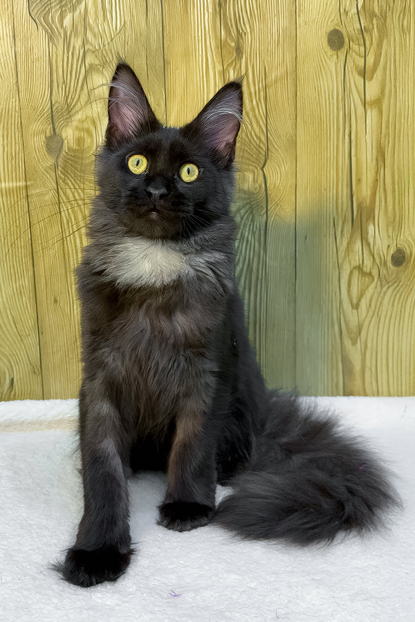 Chloe | Maine Coon Kitten