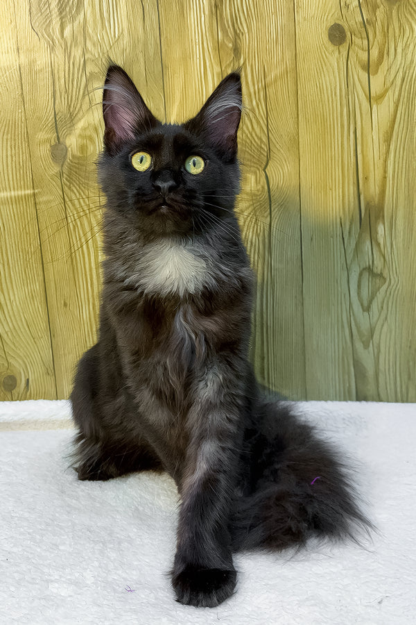 Chloe | Maine Coon Kitten