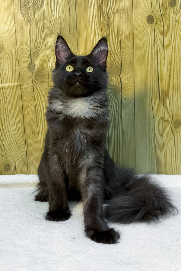 Chloe | Maine Coon Kitten