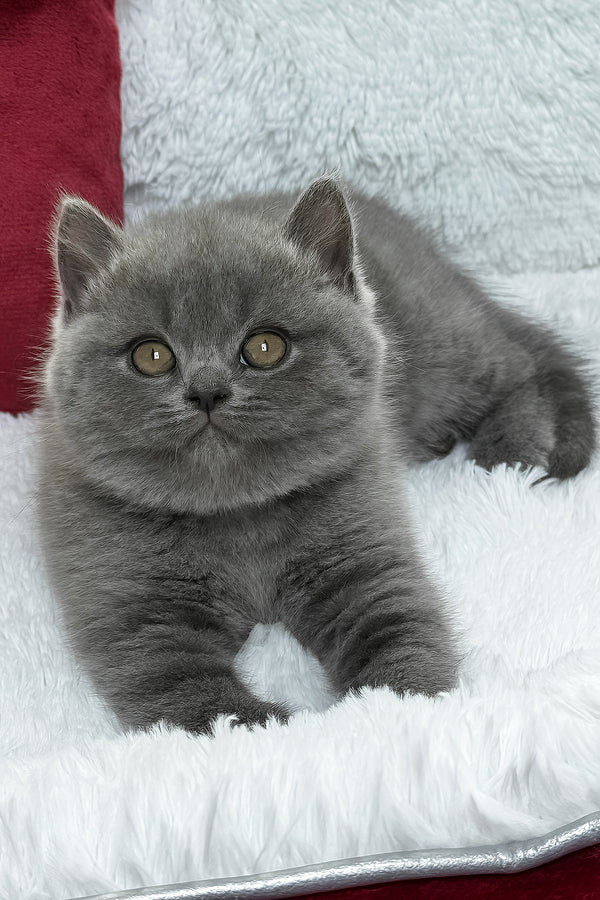 Chloe | British Shorthair Kitten
