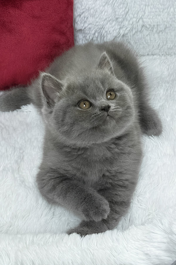 Chloe | British Shorthair Kitten