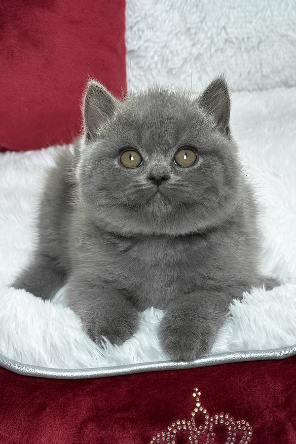 Chloe | British Shorthair Kitten
